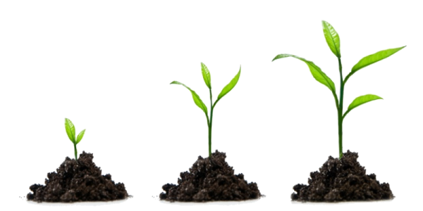 Plantjes Plantjes